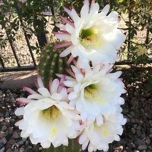 Meet your Posher, Deb